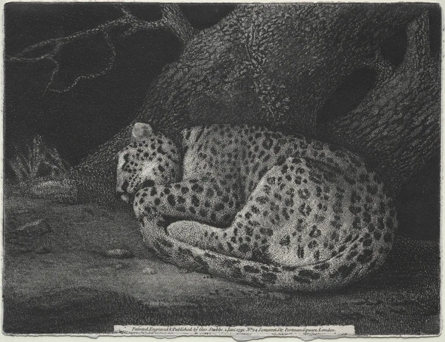 A Sleeping Leopard by George Stubbs