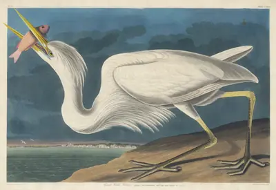 Great White Heron