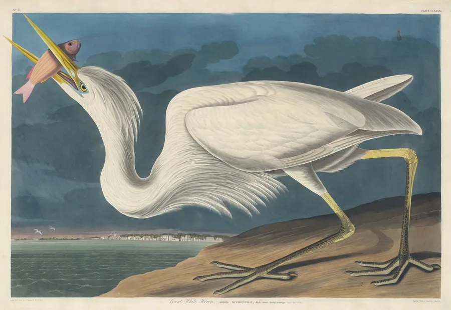 Great White Heron by Robert Havell, Jr.