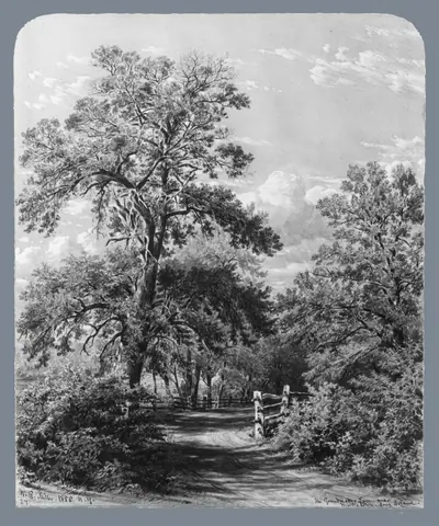 The Grandmother Tree, near Middletown, Long Island