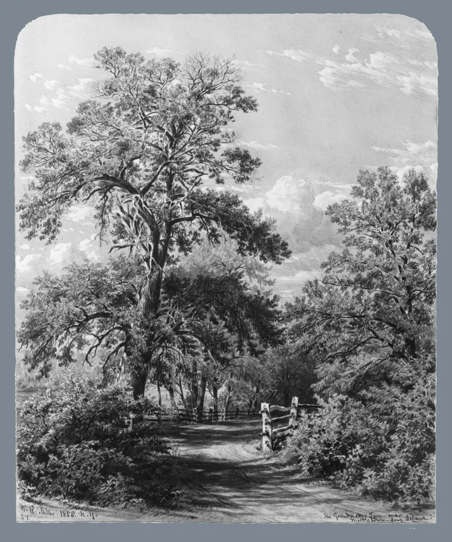 The Grandmother Tree, near Middletown, Long Island by William Rickarby Miller