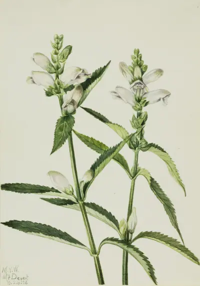 Turtlehead (Chelone glabra)