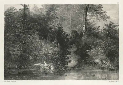 Canards (Ducks)