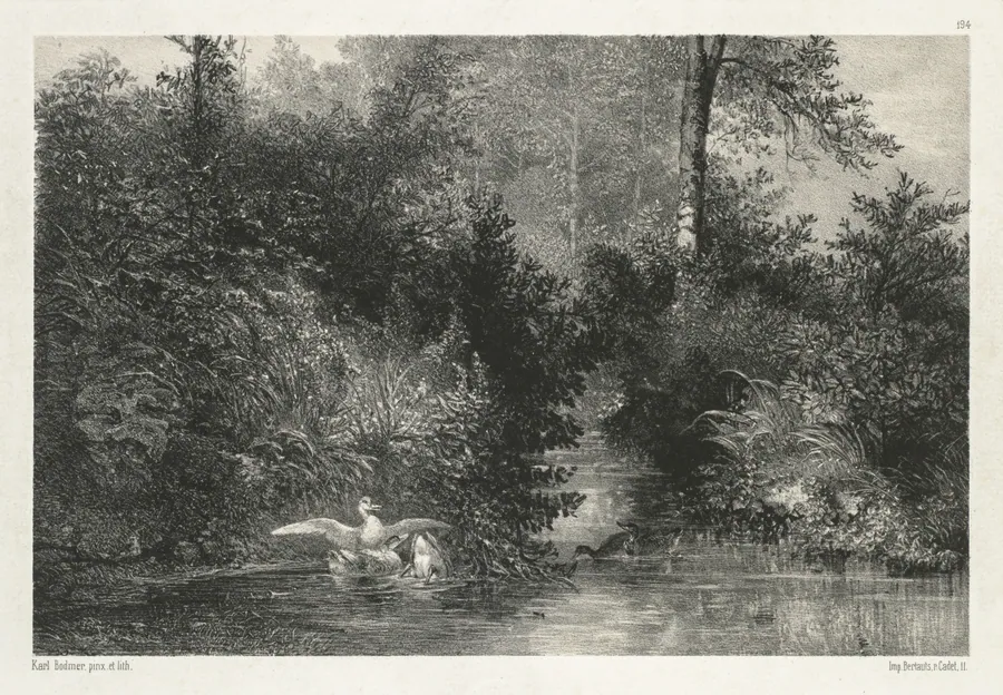Canards (Ducks) by Karl Bodmer