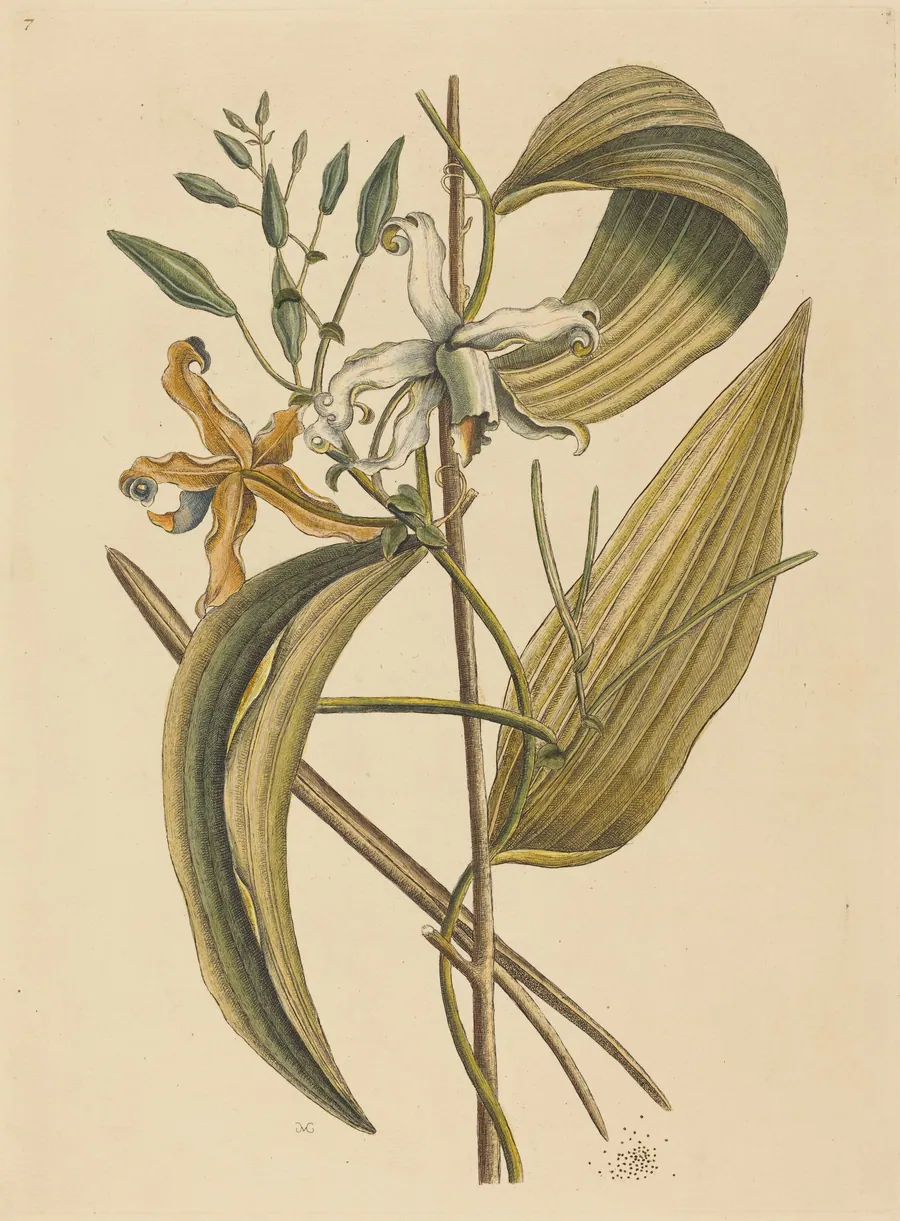 The Vanelloe (Epidendrum Vanilla) by Mark Catesby
