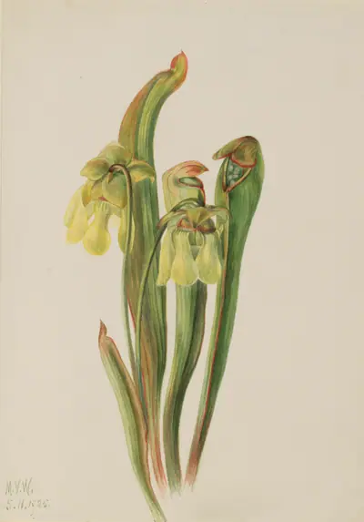 Hooded Pitcherplant (Sarracenia minor)