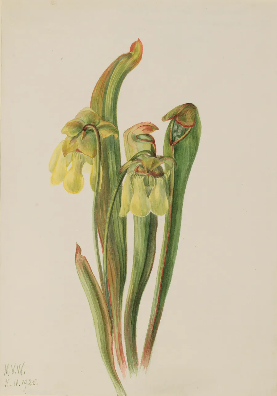 Hooded Pitcherplant (Sarracenia minor) by Mary Vaux Walcott, born Philadelphia, PA 1860-died St. Andrews, New Brunswick, Canada 1940