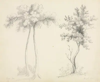 Studies of Upas and Maple Trees