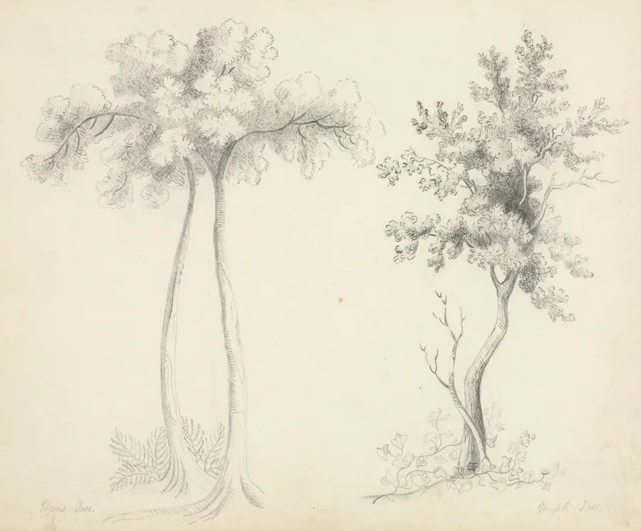 Studies of Upas and Maple Trees by Mary Altha Nims