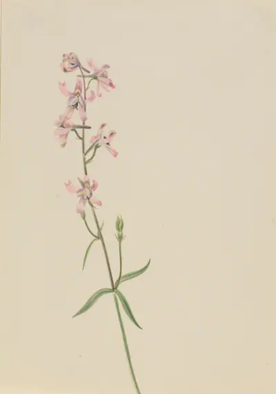 Untitled--Flower Study