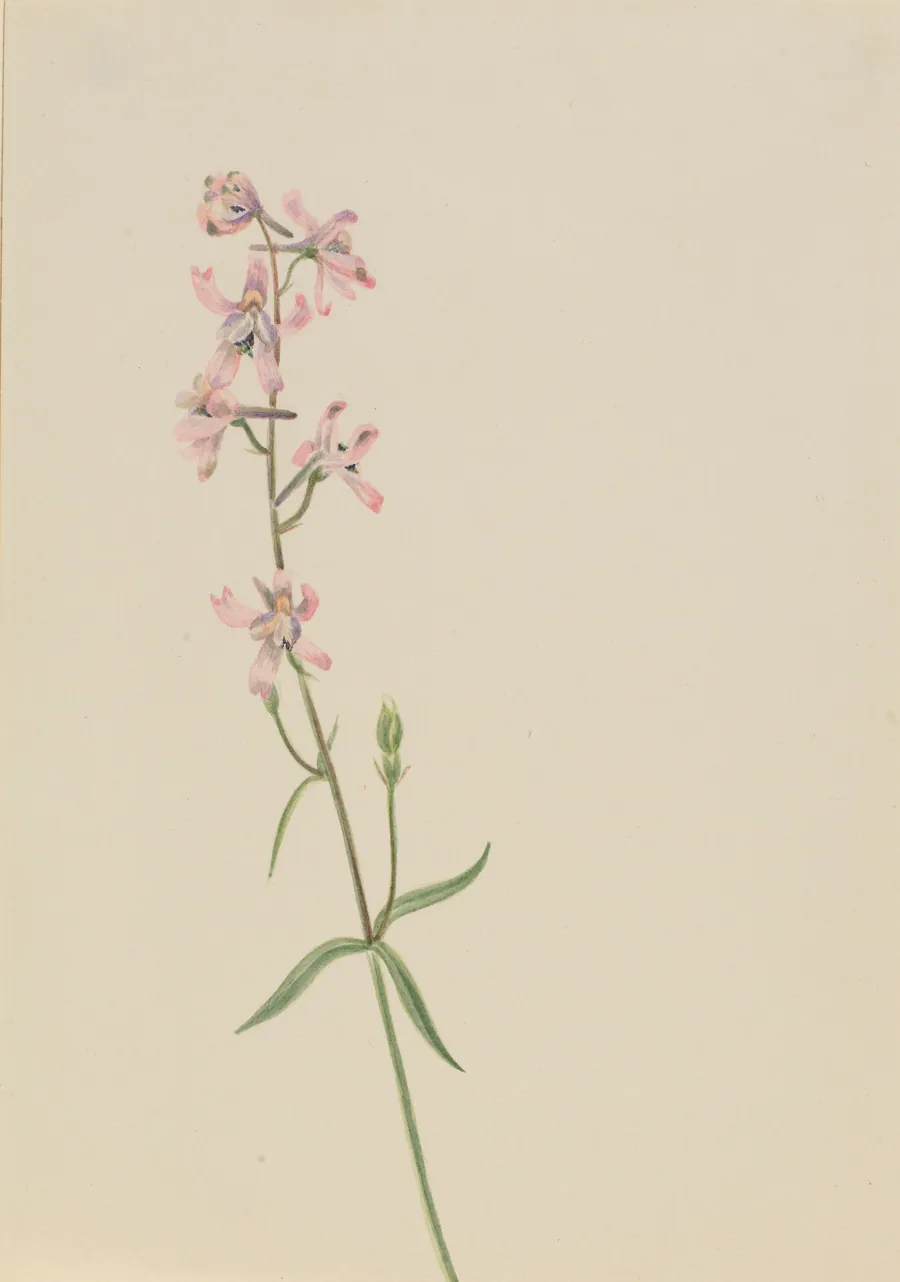 Untitled--Flower Study by Mary Vaux Walcott, born Philadelphia, PA 1860-died St. Andrews, New Brunswick, Canada 1940