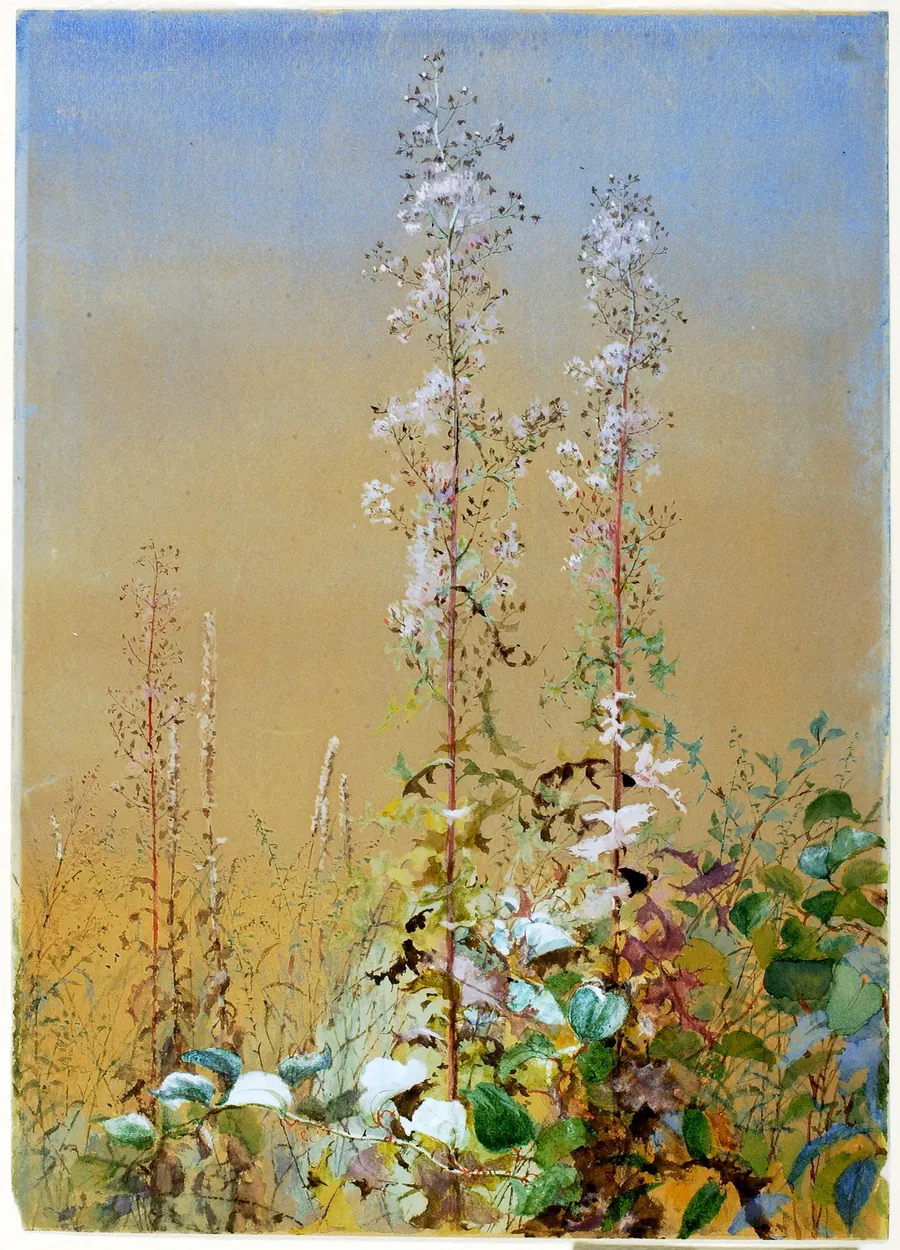 Untitled by Fidelia Bridges, born Salem, MA 1835-died Canaan, CT 1923