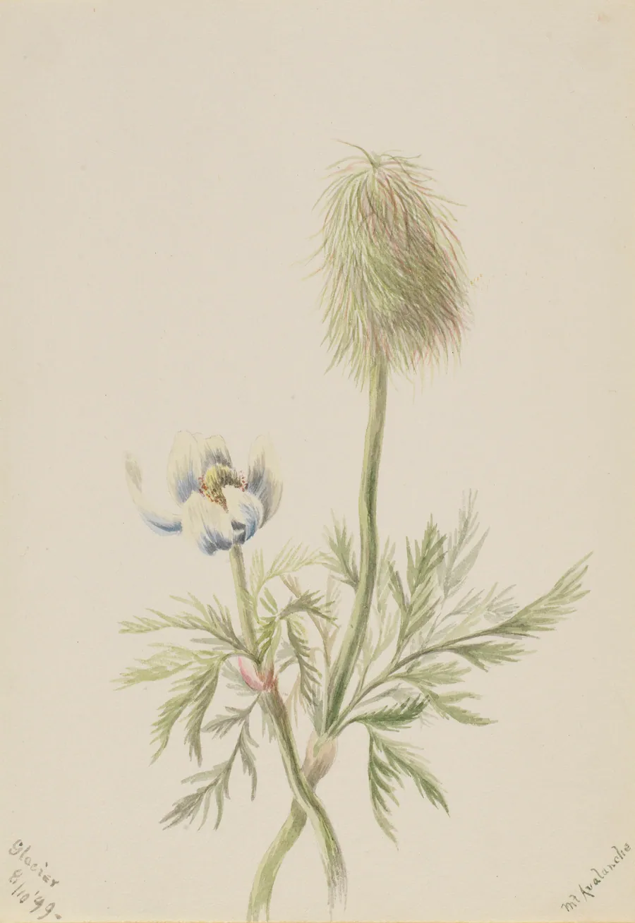 Pulsatilla occidentalis by Mary Vaux Walcott, born Philadelphia, PA 1860-died St. Andrews, New Brunswick, Canada 1940