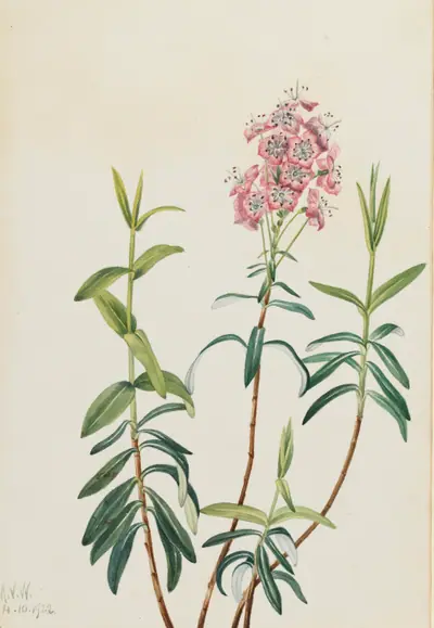 Bog Kalmia (Kalmia polifolia)