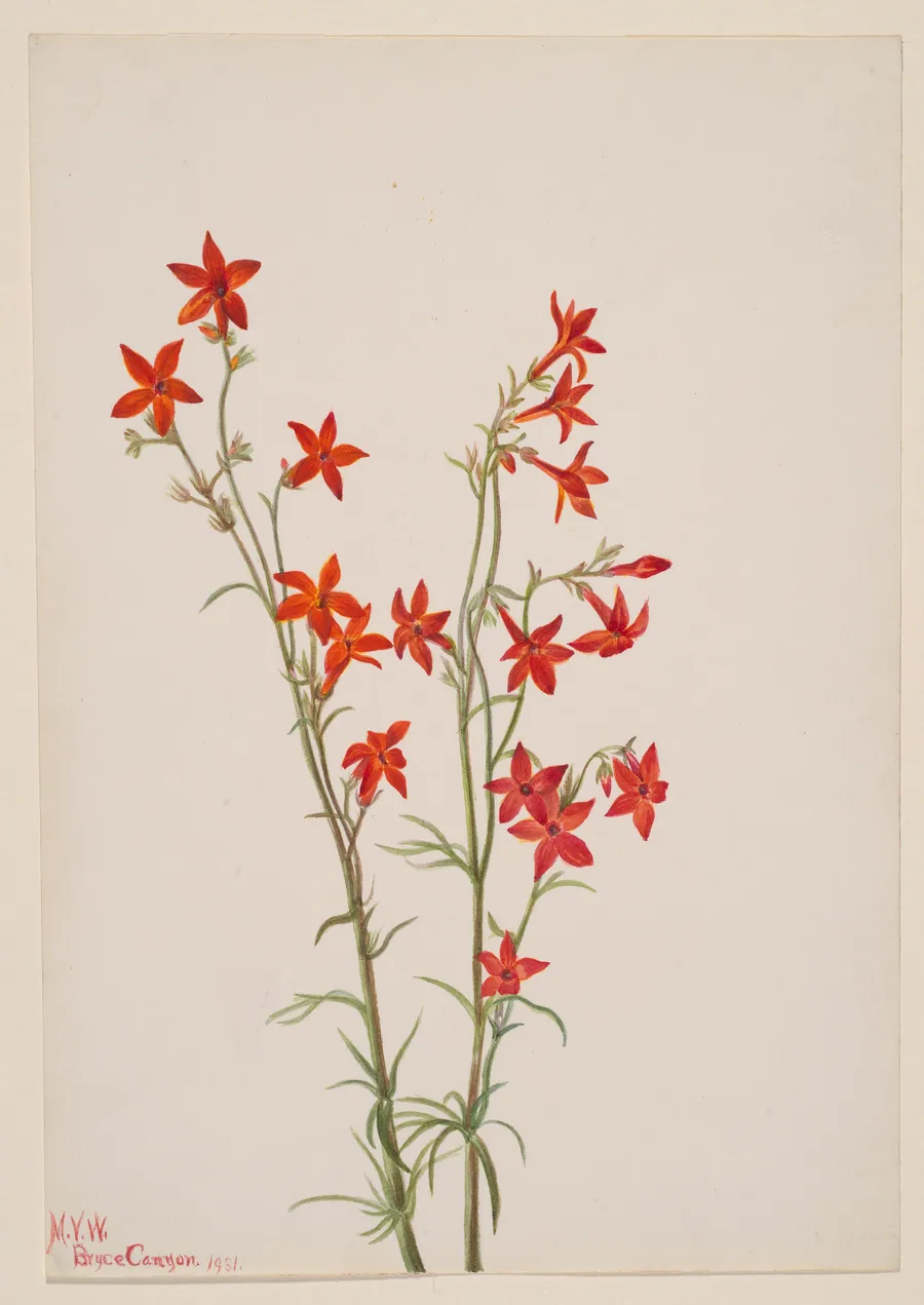 Gilia arizonica by Mary Vaux Walcott, born Philadelphia, PA 1860-died St. Andrews, New Brunswick, Canada 1940