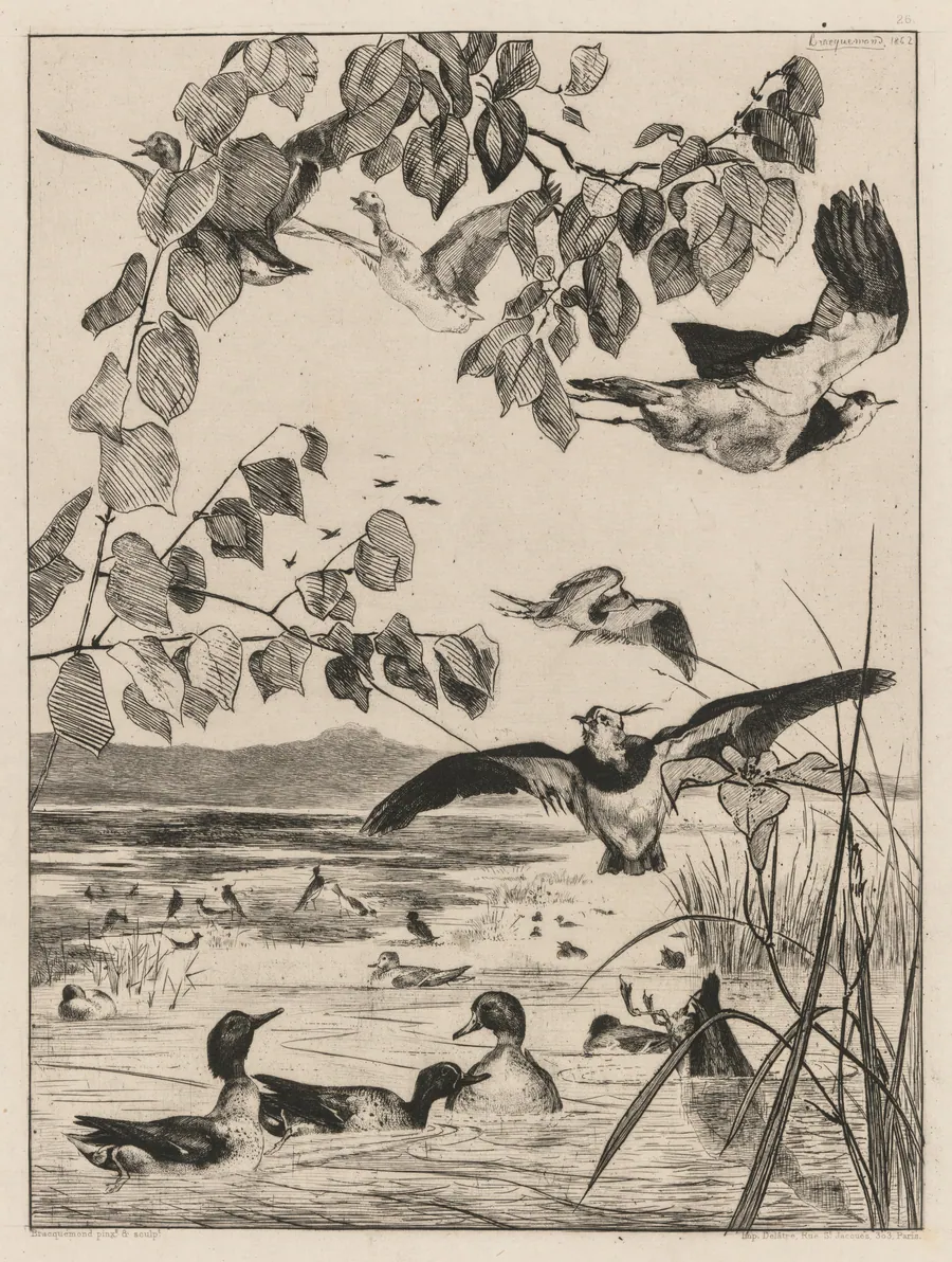 Lapwings and Teals by Félix Bracquemond
