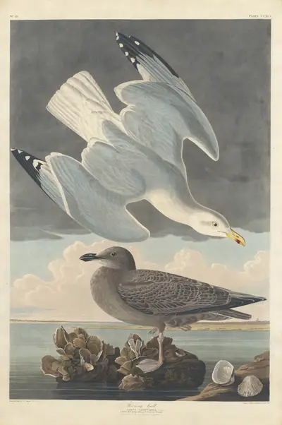 Herring Gull