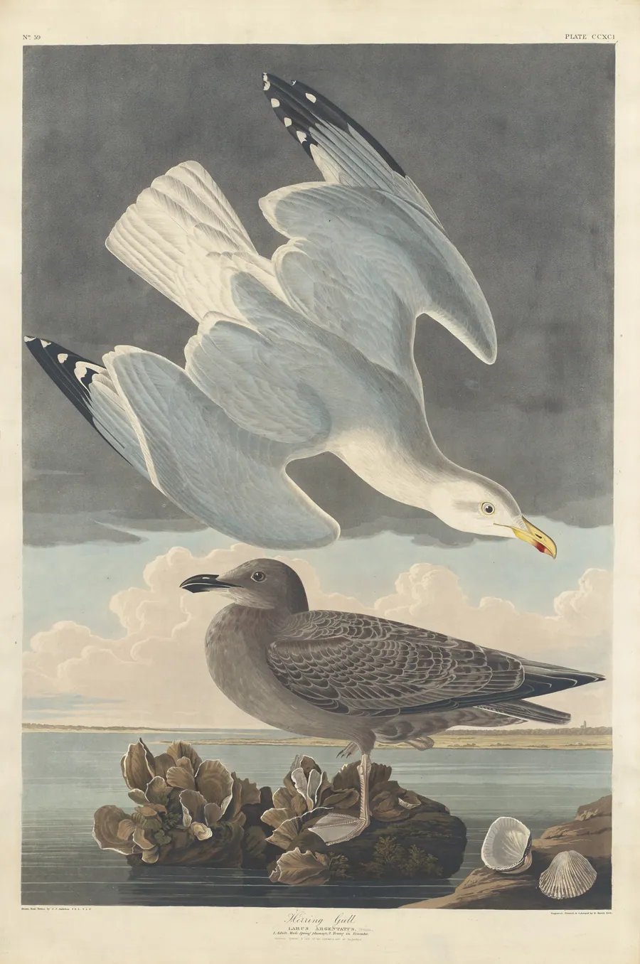 Herring Gull by Robert Havell, Jr.