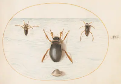 Plate 57: A Diving Beetle and Two Views of a Backswimmer