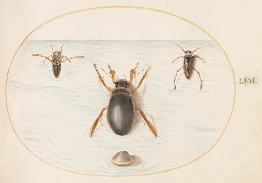 Plate 57: A Diving Beetle and Two Views of a Backswimmer by Joris Hoefnagel