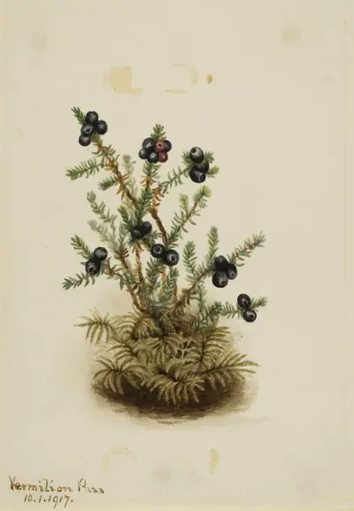 Crowberry (Empetrum nigrum)