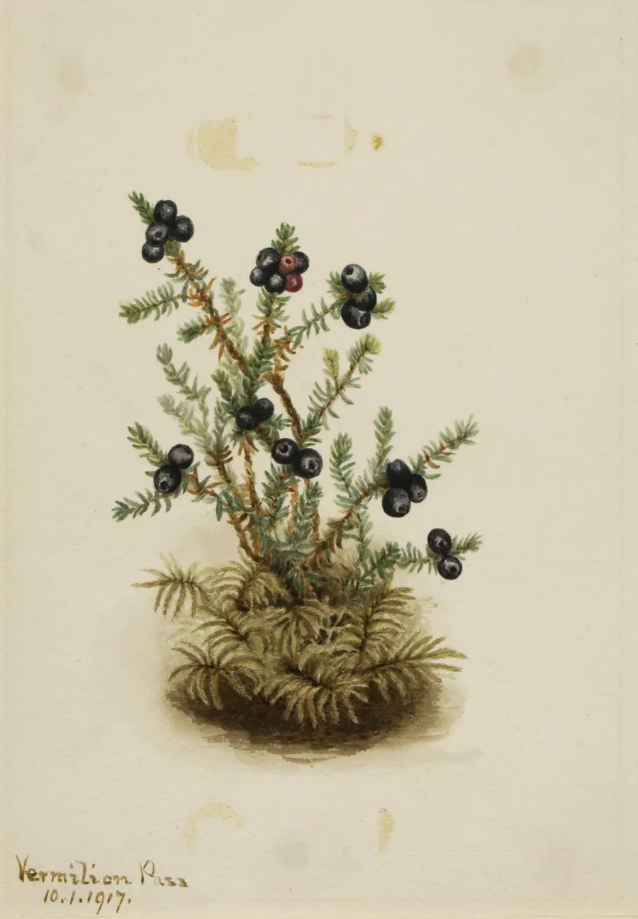 Crowberry (Empetrum nigrum) by Mary Vaux Walcott, born Philadelphia, PA 1860-died St. Andrews, New Brunswick, Canada 1940