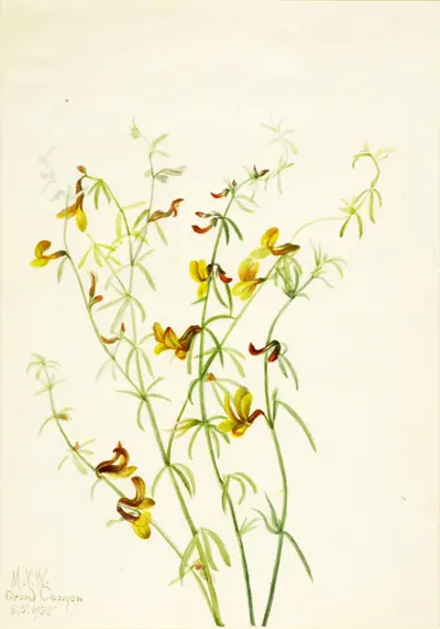 Lotus puberulus