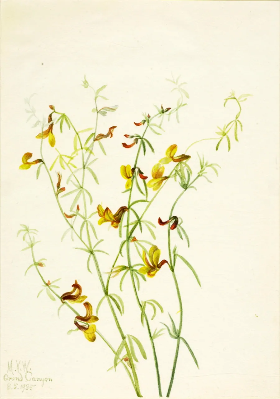 Lotus puberulus by Mary Vaux Walcott, born Philadelphia, PA 1860-died St. Andrews, New Brunswick, Canada 1940