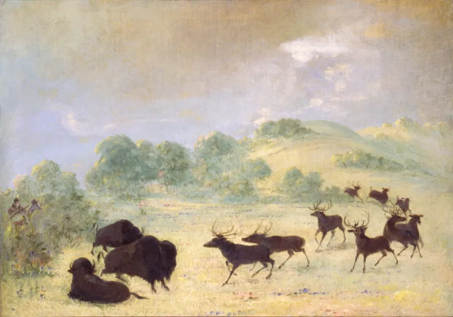 Elk and Buffalo Making Acquaintance, Texas by George Catlin, born Wilkes-Barre, PA 1796-died Jersey City, NJ 1872