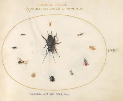 Plate 65: A Cricket Surrounded by Insects, Including a Ruby-Tailed Wasp