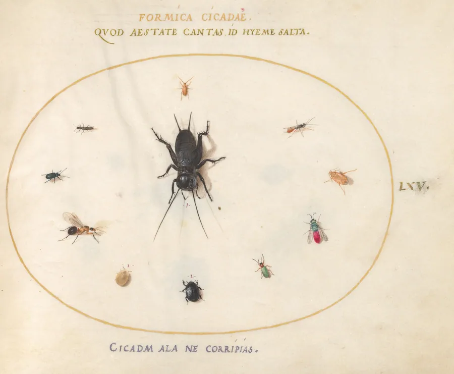 Plate 65: A Cricket Surrounded by Insects, Including a Ruby-Tailed Wasp by Joris Hoefnagel