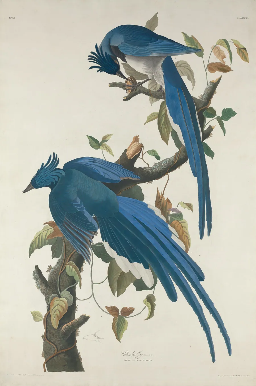 Columbia Jay by Robert Havell, Jr.