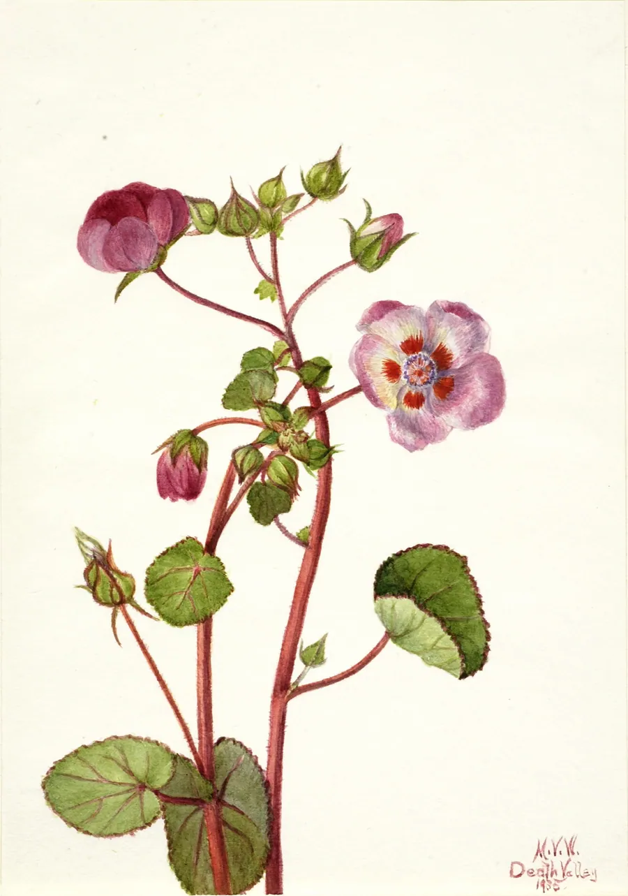 Eremalche rotundifolia by Mary Vaux Walcott, born Philadelphia, PA 1860-died St. Andrews, New Brunswick, Canada 1940