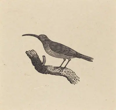A Bird