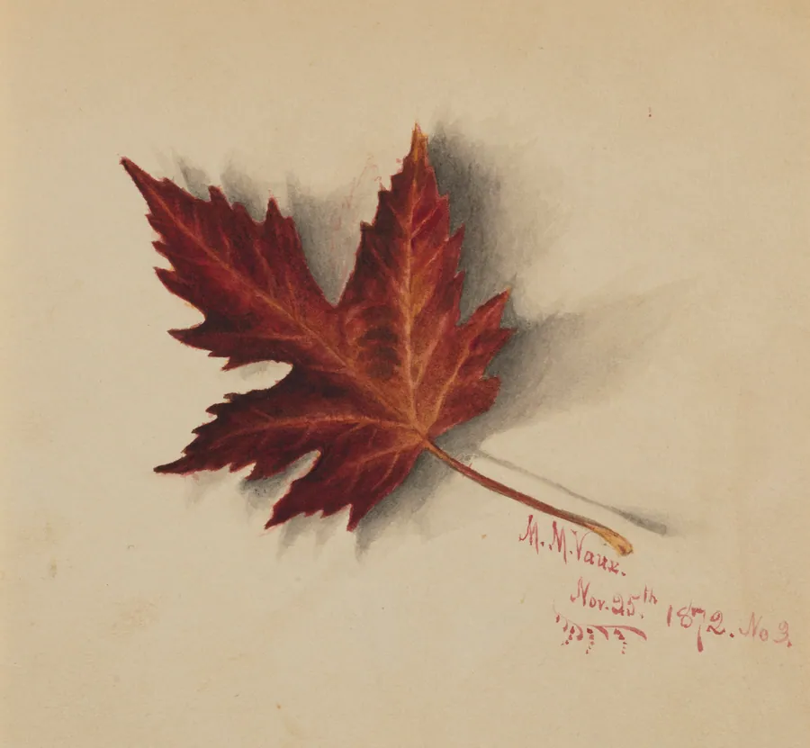 Untitled (Autumn Leaf) by Mary Vaux Walcott, born Philadelphia, PA 1860-died St. Andrews, New Brunswick, Canada 1940