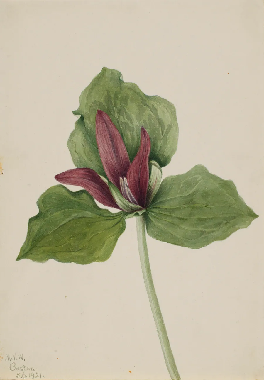 Giant Trillium (Trillium chloropetalum) by Mary Vaux Walcott, born Philadelphia, PA 1860-died St. Andrews, New Brunswick, Canada 1940