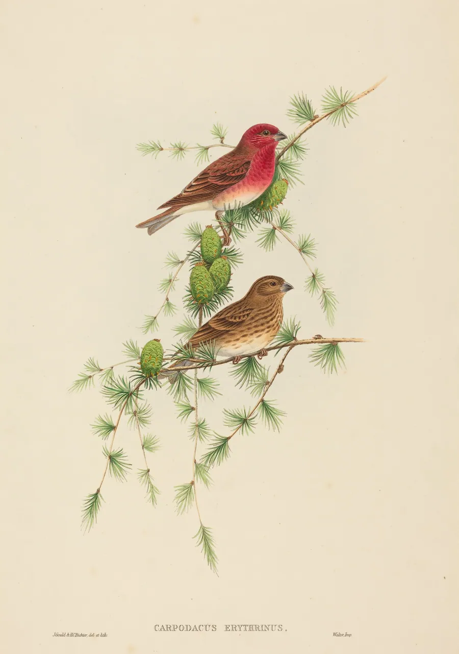 Carpodacus erythrinus (Common Rose Finch) by H.C. Richter