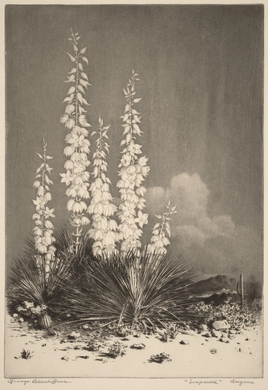 Soapweed, Arizona (no. 2) by George Elbert Burr