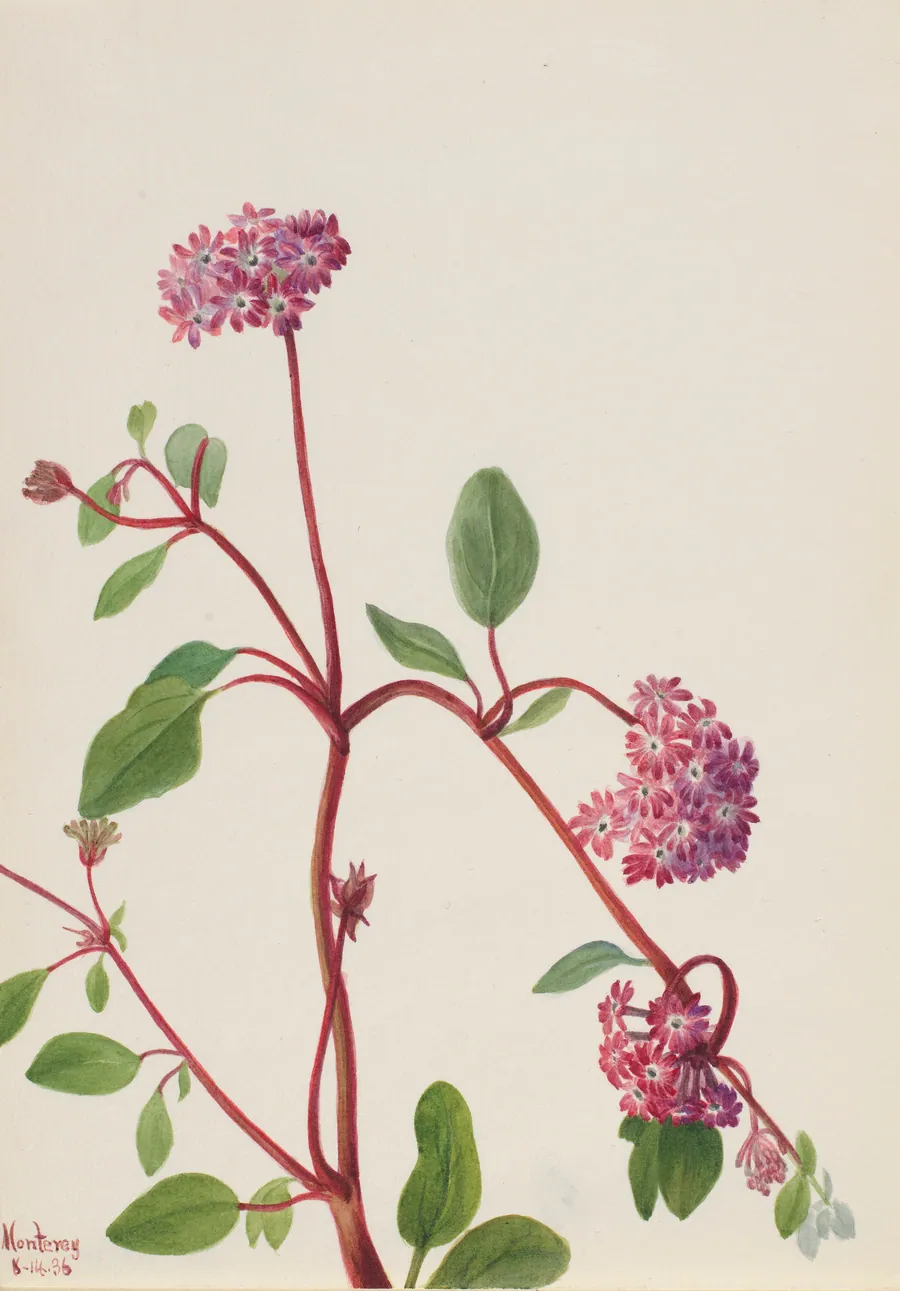 Sand Verbena (Abronia umbellata) by Mary Vaux Walcott, born Philadelphia, PA 1860-died St. Andrews, New Brunswick, Canada 1940