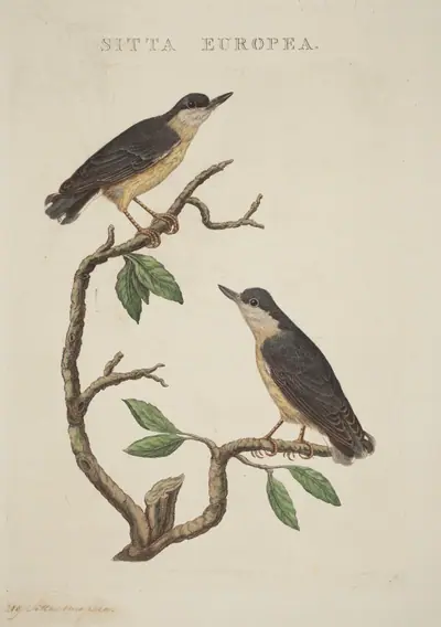 Sitta europea