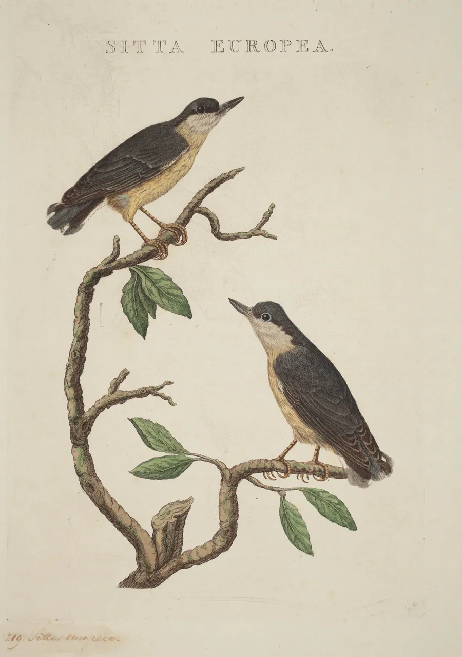 Sitta europea by American 19th Century