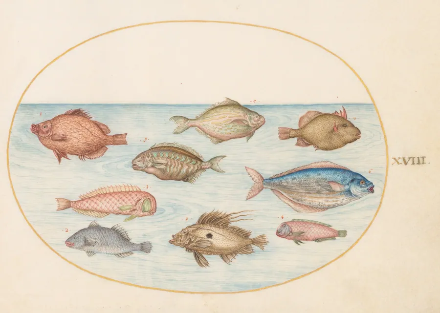 Plate 18: Boarfish, Razorfish, Butterfish, a John Dory, and Other Fish by Joris Hoefnagel