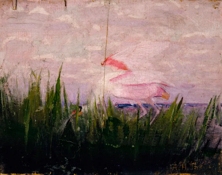 Roseate Spoonbill, study for book Concealing Coloration in the Animal Kingdom by Abbott Handerson Thayer, born Boston, MA 1849-died Dublin, NH 1921