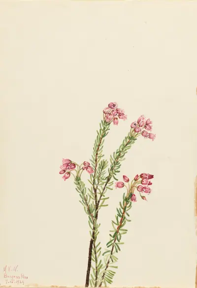 Pink Mountain Heather (Phyllodoce empetriformis)