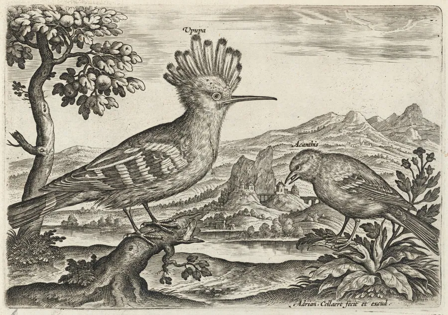 Hoopoe and Linnet by Adriaen Collaert