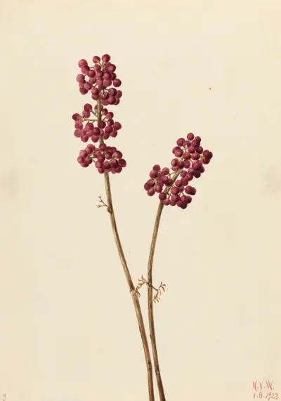 Beauty Berry (Callicarpa americana)