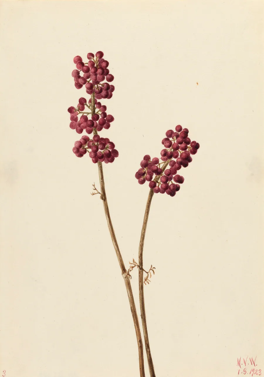 Beauty Berry (Callicarpa americana) by Mary Vaux Walcott, born Philadelphia, PA 1860-died St. Andrews, New Brunswick, Canada 1940