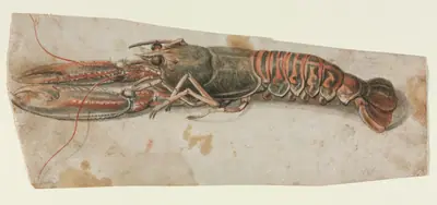 Lobster (recto)