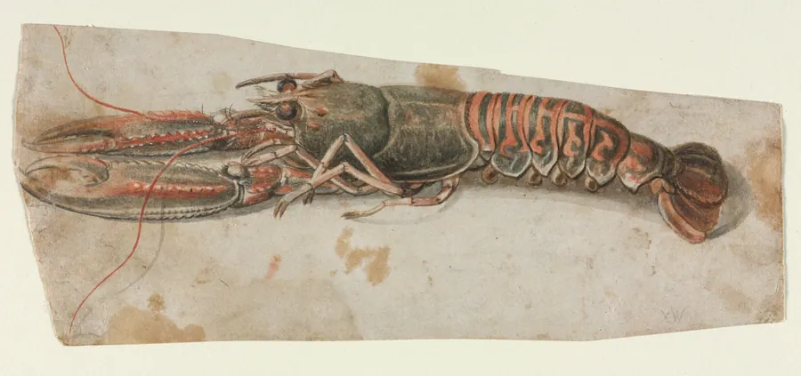 Lobster (recto) by Anonymous