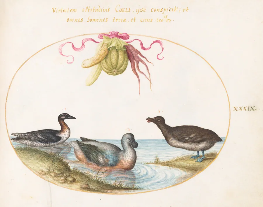 Plate 39: A Scaup with Two Other Waterfowl beneath a Garland of Produce by Joris Hoefnagel